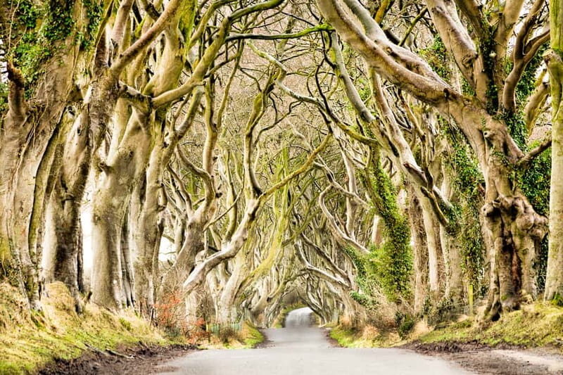 From Belfast: Giant's Causeway & Titanic Experience Belfast - FAQ