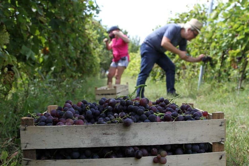 From Belgrade or Novi Sad: Private Wine Tour in Fruska Gora - Exploring Serbia’s Fruska Gora: A Wine Lover’s Day Out
