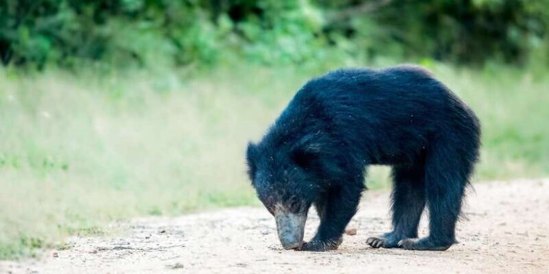 From Bentota: Full-Day Yala National Park Safari Tour - From Bentota: Full-Day Yala National Park Safari Tour