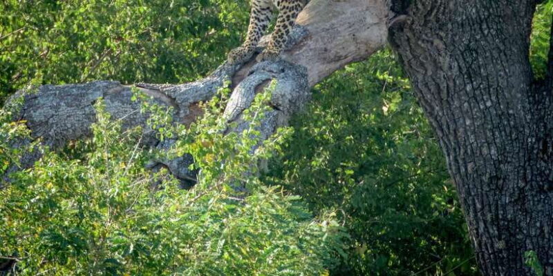 From Bentota: Full-Day Yala National Park Safari Tour - The Value of This Safari