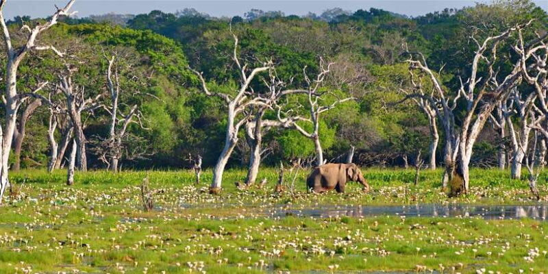 From Bentota: Full-Day Yala National Park Safari Tour - Who Would Enjoy This Tour?