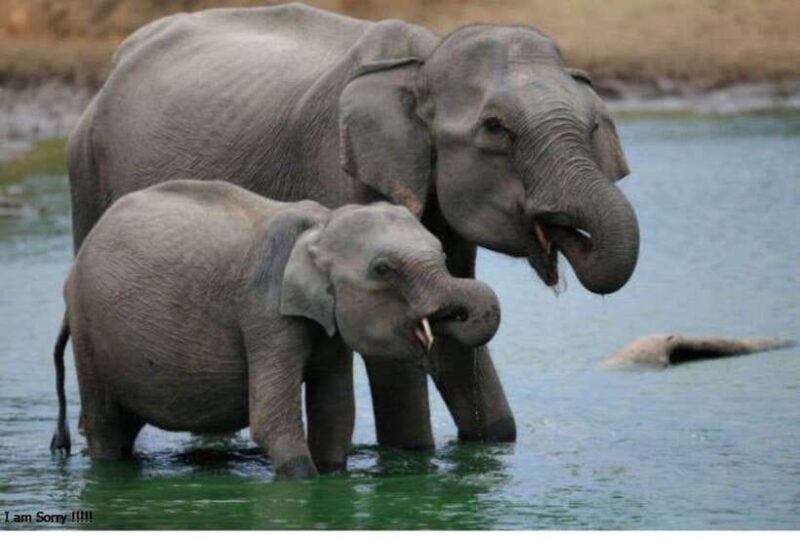 From Bentota/Kalutara: Magical Journey to Kandy & Pinnawala - The Sum Up