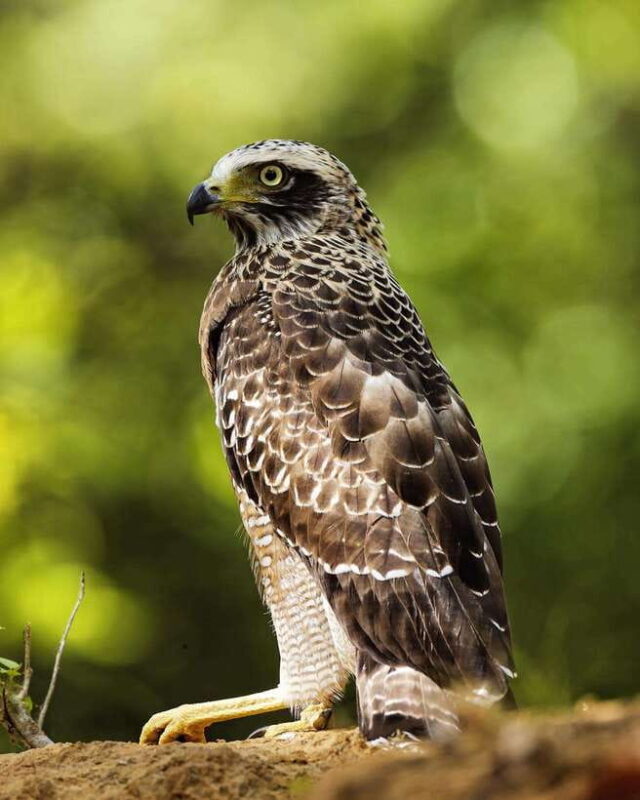 From Bentota - Yala National Park Full Day Safari Tour - Who Should Consider This Safari?