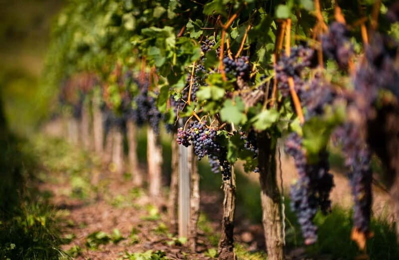 From Bilbao: La Rioja Wineries Day Trip with Wine Tastings - The Authenticity and Quality of the Experience