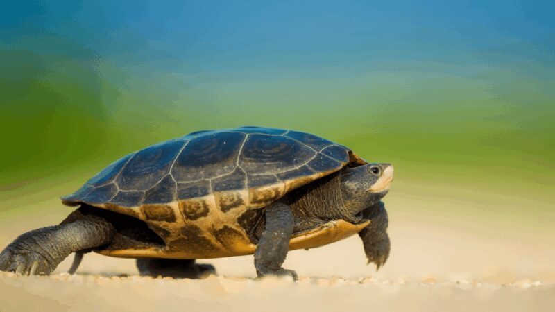 From Bodrum: Dalyan, Turtle Beach, and Mud Baths Day Trip - Frequently Asked Questions