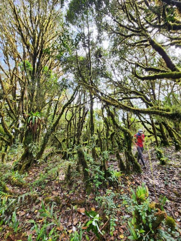 From Bogota: Explore Colombia's Andean Highlands - From Bogotá: Explore Colombias Andean Highlands — A Detailed Review
