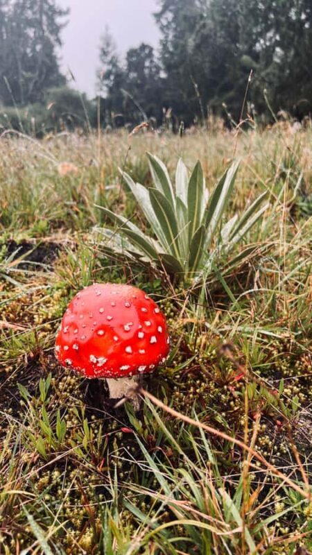 From Bogota: Explore Colombia's Andean Highlands - Who Is This Tour Best Suited For?