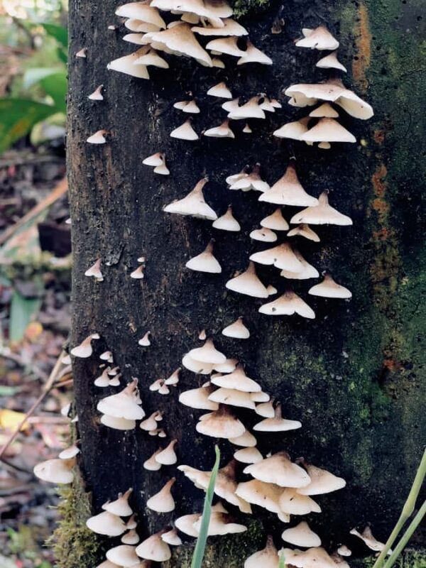 From Bogota: Explore Colombia's Andean Highlands - Why This Tour Offers Real Value