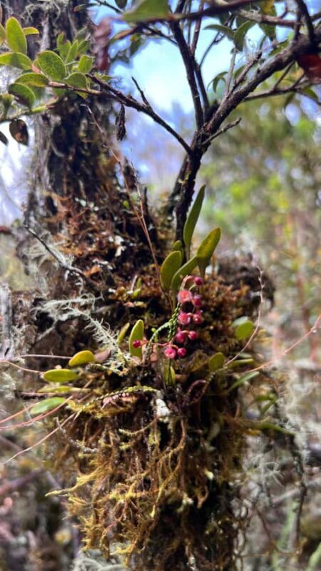 From Bogota: Explore Colombia's Andean Highlands - FAQs