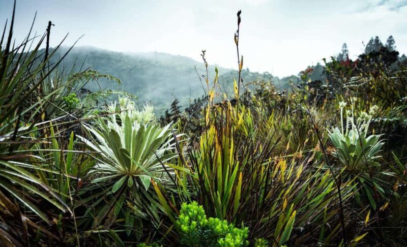 From Bogotá: Salt Cathedral and Lake Guatavita Day Tour - FAQ