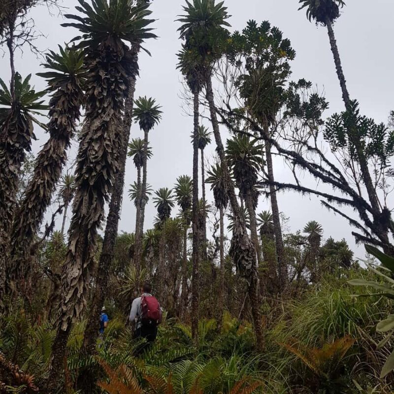 From Bogota: Trail to Choachi Andean Bear House - Key Points