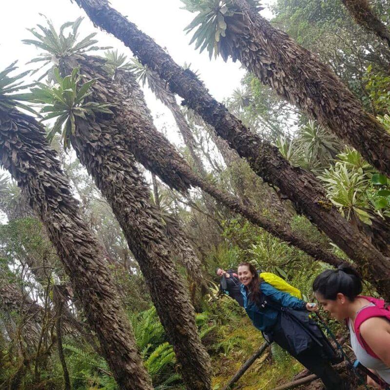 From Bogota: Trail to Choachi Andean Bear House - Reaching the Paramillo Lagoon and Scenic Vistas