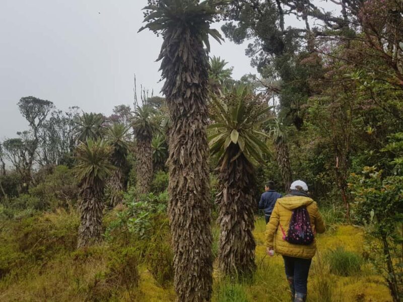 From Bogota: Trail to Choachi Andean Bear House - The Showstopper: Tuche Waterfall and Return
