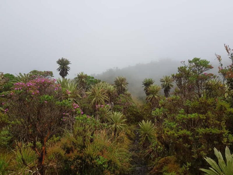 From Bogota: Trail to Choachi Andean Bear House - The Sum Up: Who Will Love This Tour?