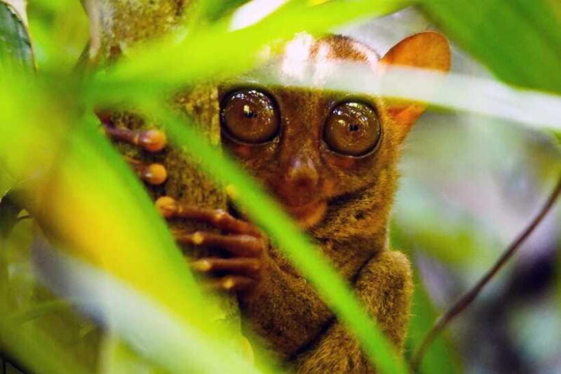 From Bohol: Countryside Private Day Tour - FAQs