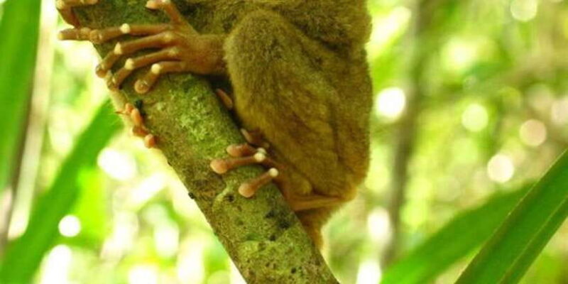 From Bohol: Full-Day Countryside Tour - What to Expect: Practical Details