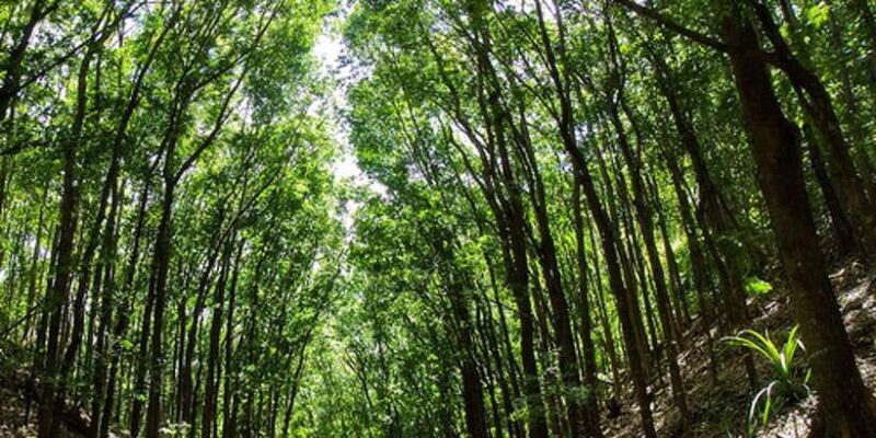 From Bohol & Panglao Island: Full-Day Bohol Tour - Final Thoughts