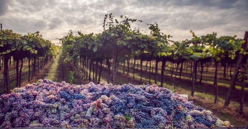 From Bologna: Wine Tasting and Vineyard Tour - Why This Tour Shines