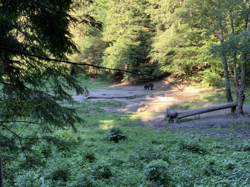 From Brasov: Bear Watching in the Wild - Key Points