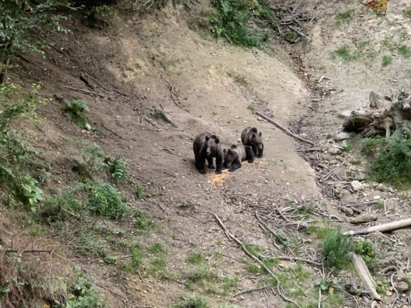 From Brasov: Bear Watching in the Wild - Exploring the Experience: What to Expect