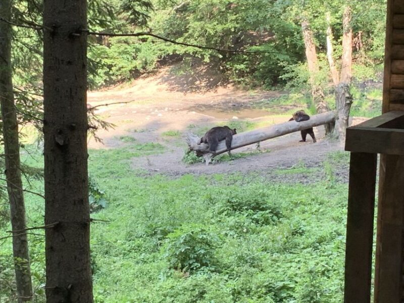 From Brasov: Bear Watching in the Wild - Who Will Love This Tour?