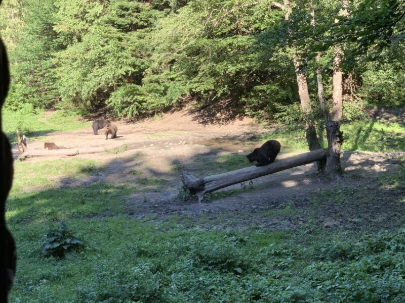 From Brasov: Bear Watching in the Wild - Logistics and Practicalities