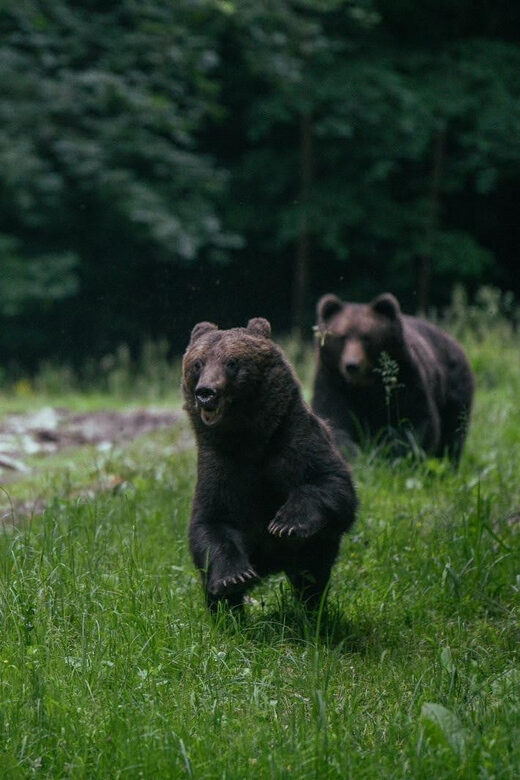 From Brasov: Brown Bear Watching in the Carpathian Mountains - Final Verdict