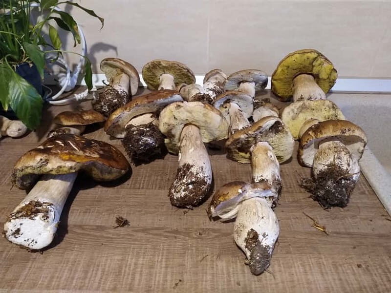 From Brasov: Half-Day Foraging Lesson - From Brasov: Half-Day Foraging Lesson — A Nature-Based Adventure in Transylvania