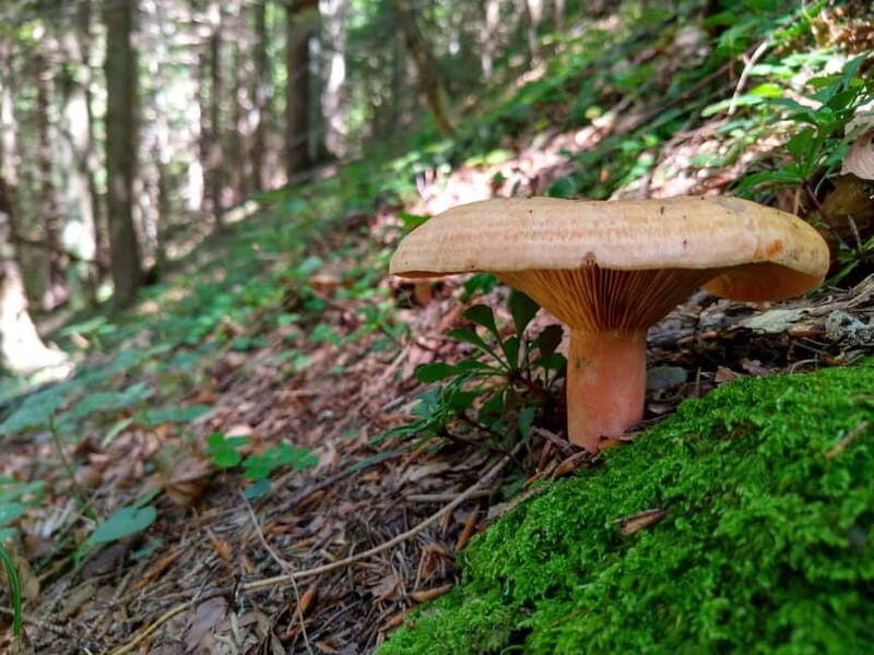 From Brasov: Half-Day Foraging Lesson - Who Should Consider This Tour?