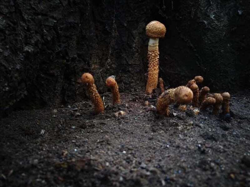 From Brasov: Half-Day Foraging Lesson - FAQs