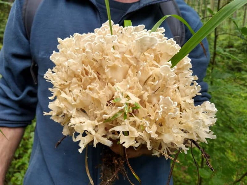 From Brasov: Half-Day Foraging Lesson - Final Thoughts
