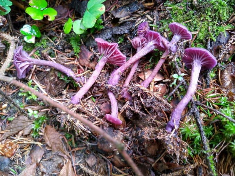 From Brasov: Half-Day Foraging Lesson - References