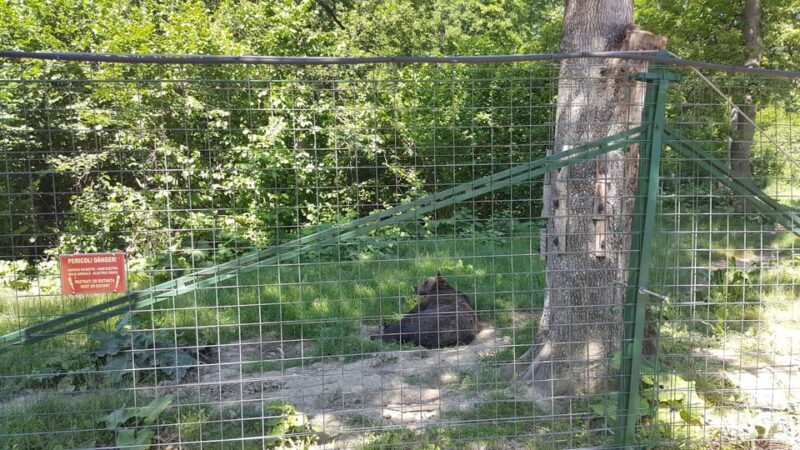 From Brasov: Libearty Bear Sanctuary Guided Tour - From Brasov: Libearty Bear Sanctuary Guided Tour