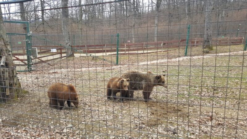 From Brasov: Libearty Bear Sanctuary Guided Tour - Final Thoughts