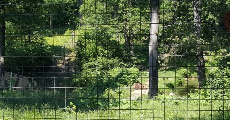 From Brasov: Libearty Bear Sanctuary Guided Tour - FAQ