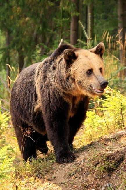 From Brasov: Small-Group Brown Bear Watching Tour - From Brasov: Small-Group Brown Bear Watching Tour