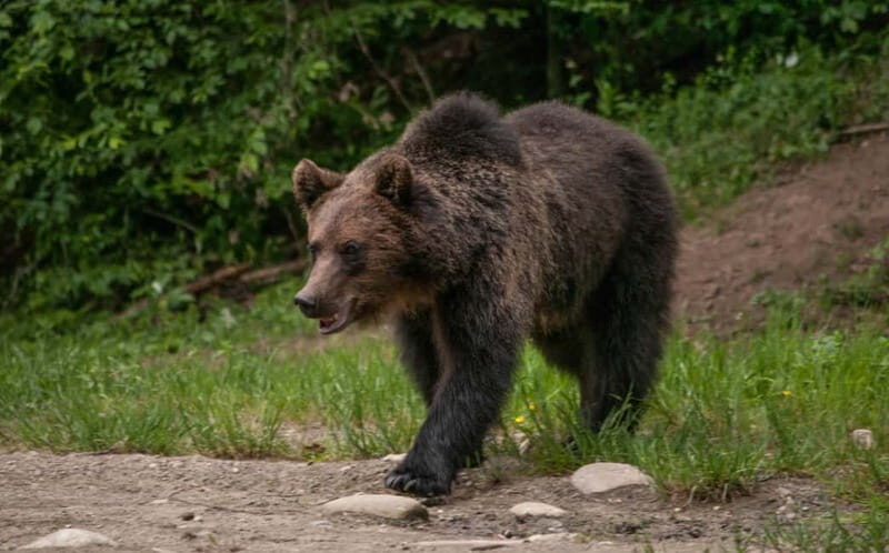 From Brasov: Small-Group Brown Bear Watching Tour - Authentic Experiences and Why They Matter