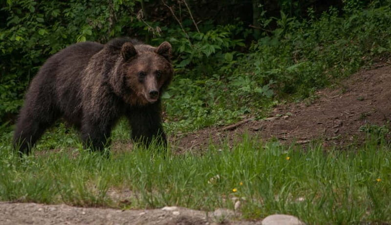 From Brasov: Small-Group Brown Bear Watching Tour - The Sum Up