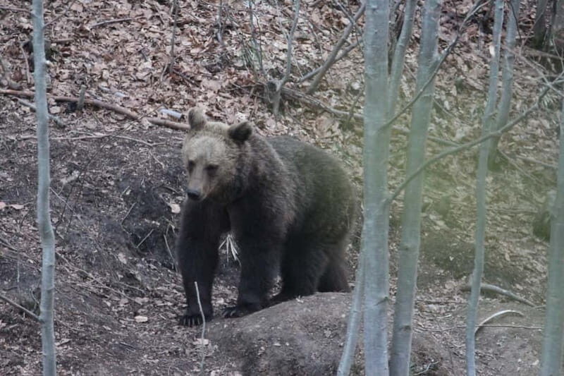 From Brasov: Small-Group Brown Bear Watching Tour - FAQ