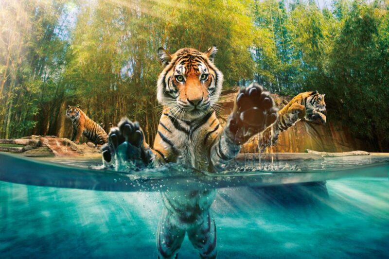 From Brisbane: Australia Zoo Ticket and Roundtrip Transfer - Wildlife Encounters and Conservations