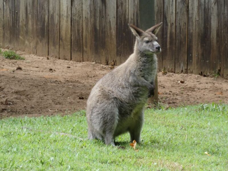 From Brisbane: Day Trip to Noosa, Glass House Mtns and Zoo - Authentic Experiences and Genuine Value