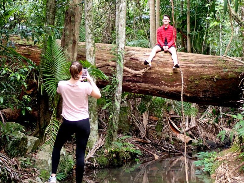 From Brisbane: Maiala Rainforest Private Tour - In-Depth Look at the Maiala Rainforest Private Tour