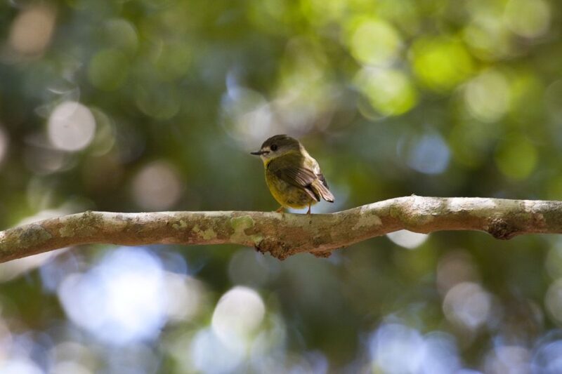 From Brisbane: Maiala Rainforest Private Tour - Final Thoughts