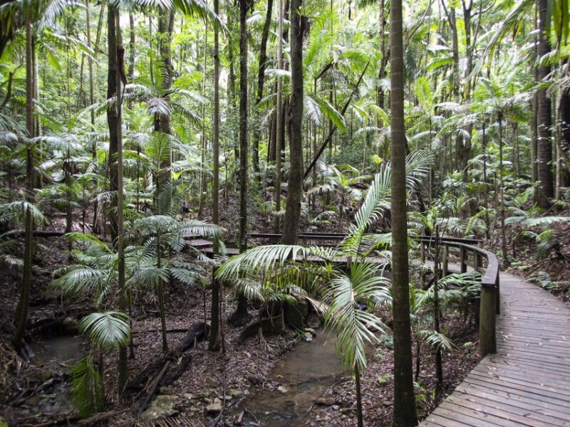 From Brisbane: Maiala Rainforest Private Tour - FAQ