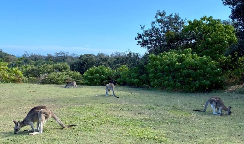 From Brisbane: North Stradbroke Island Wildlife Adventure - Final Thoughts: Is It Worth It?