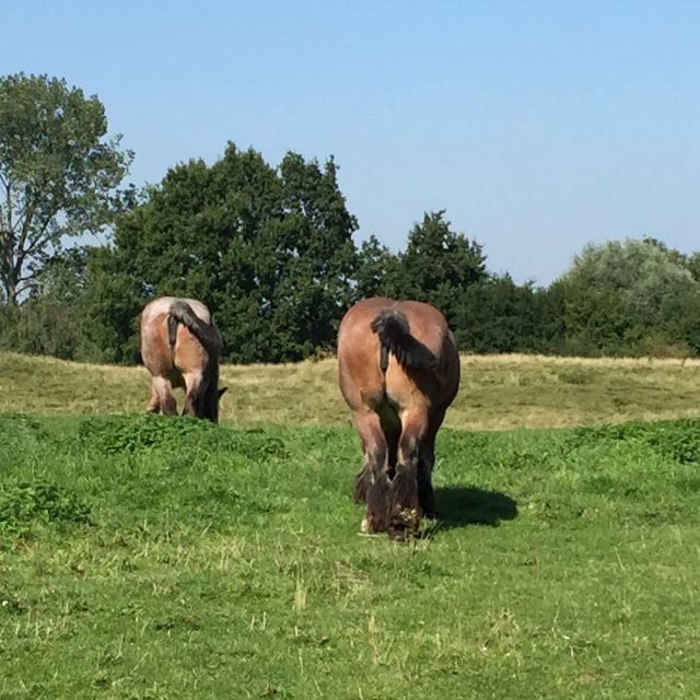 From Bruges: Local Guided Bike Tour to Countryside & Damme - Authentic Experiences and Real Feedback