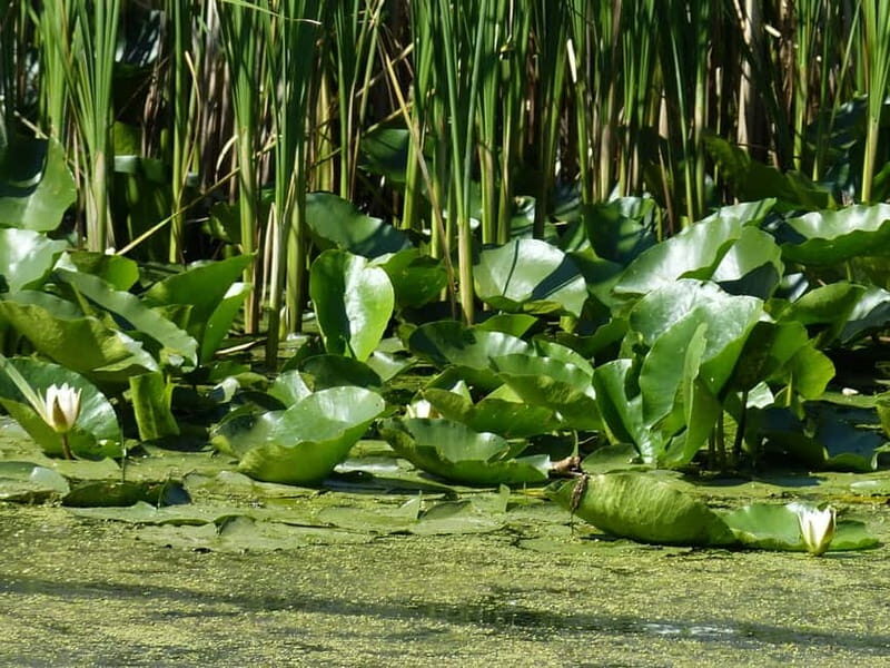 From Bucharest: 3-Day Danube Delta Birdwatching Private Tour - Authentic Local Culture & Cuisine