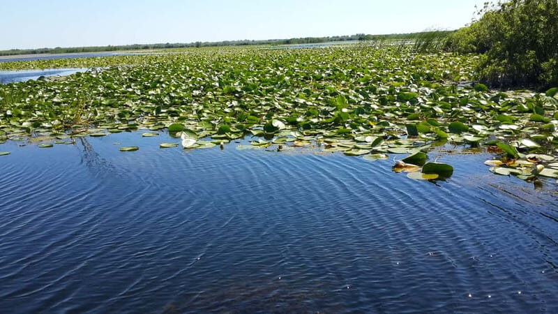 From Bucharest: 3-Day Danube Delta Birdwatching Private Tour - Practical Details & Value