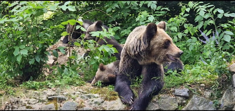 From Bucharest: Bears Sanctuary&Rasnov Fortress Private tour - A Deep Dive into the Experience