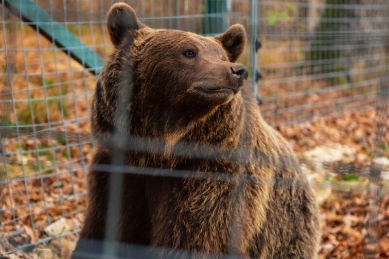 From Bucharest: Dracula's Castle & Bear Sanctuary Adventure - Practical Details That Matter